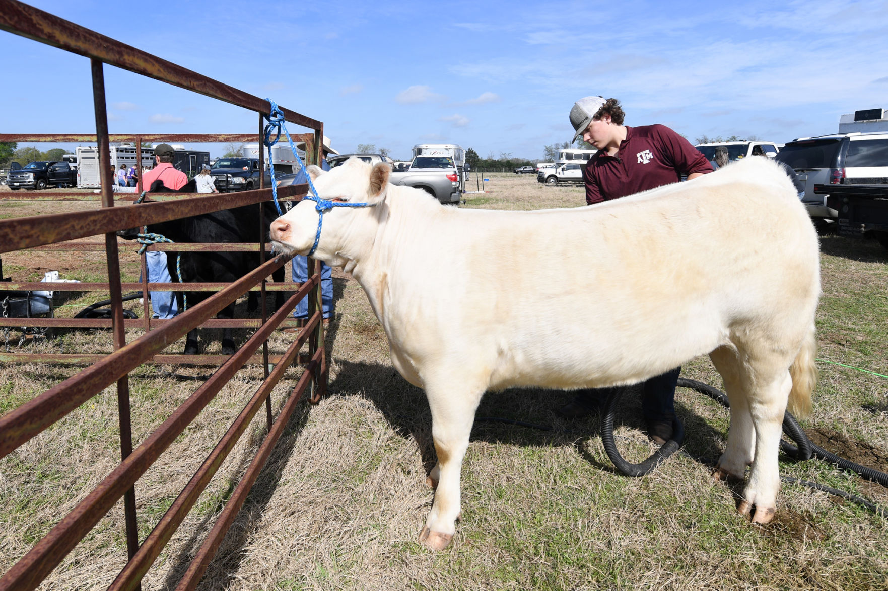 BTHO Coronavirus show